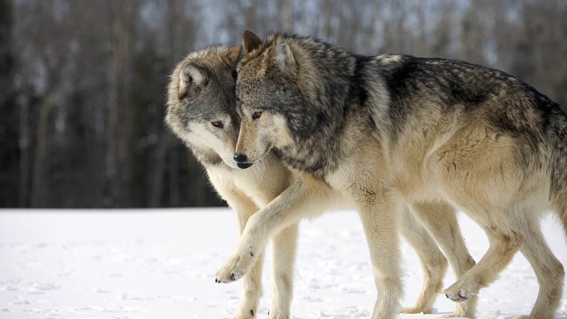Baigę vilkų ir lūšių apskaitą girininkai išsiaiškino, kad plėšrūnų Panevėžio rajono miškuose smarkiai padaugėjo.Užfiksuota 16 vilkų ir 12 lūšių pėdsakai.