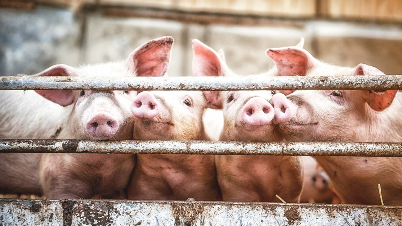 Pirmadienį Panevėžio rajone patvirtintas pirmas afrikinio kiaulių maro atvejis. Ligos židinys aptiktas Velžio seniūnijos Maženių kaime esančiame ūkyje.