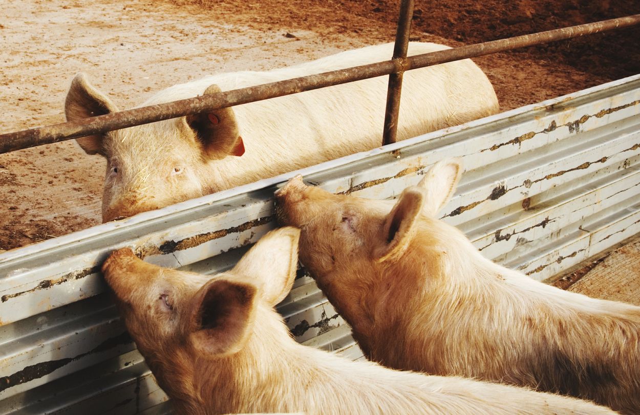 Panevėžio rajono Užuraisčių kaime afrikiniu kiaulių maru užsikrėtė dvi penimos kiaulės.