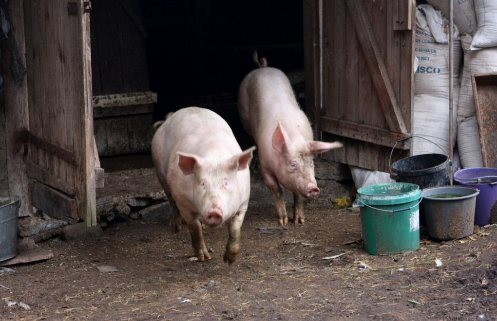 Свиновод. Литовская свинья. Как выглядит свинячья чума. Свинья 30