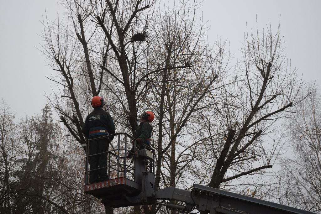 Panevėžio savivaldybė miesto teritorijoje pradėjo iškeldinti varninių šeimos paukščių lizdus. Darbus atlieka UAB “Panevėžio gatvės”.