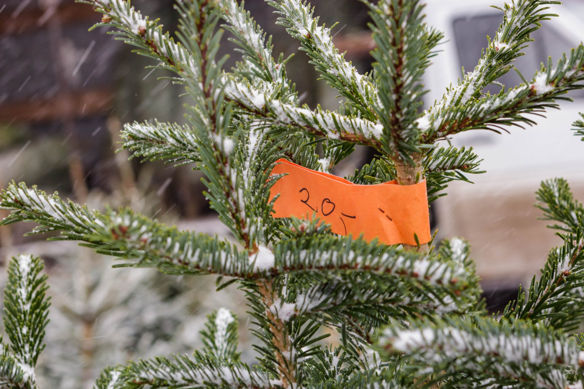 Nors kainos Lietuvoje nenumaldomai auga, miškininkai skelbia ruošiantys dovaną Kalėdoms – pigesnes nei pernai eglutes. Už papildomą mokestį jos bus supakuotos, bet pirkti Kalėdų eglės atėjusieji tik su grynaisiais piniginėje liks be puošmenos.