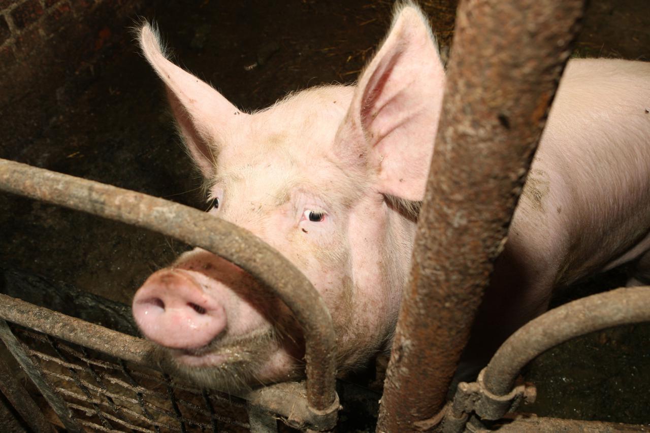 38 kartai – tiek išaugo afrikinio kiaulių maro (AKM) atvejų Lietuvoje, praėjusių metų rezultatus lyginant su 2014-ųjų, kai šalyje užfiksuotas pirmasis ligos protrūkis.