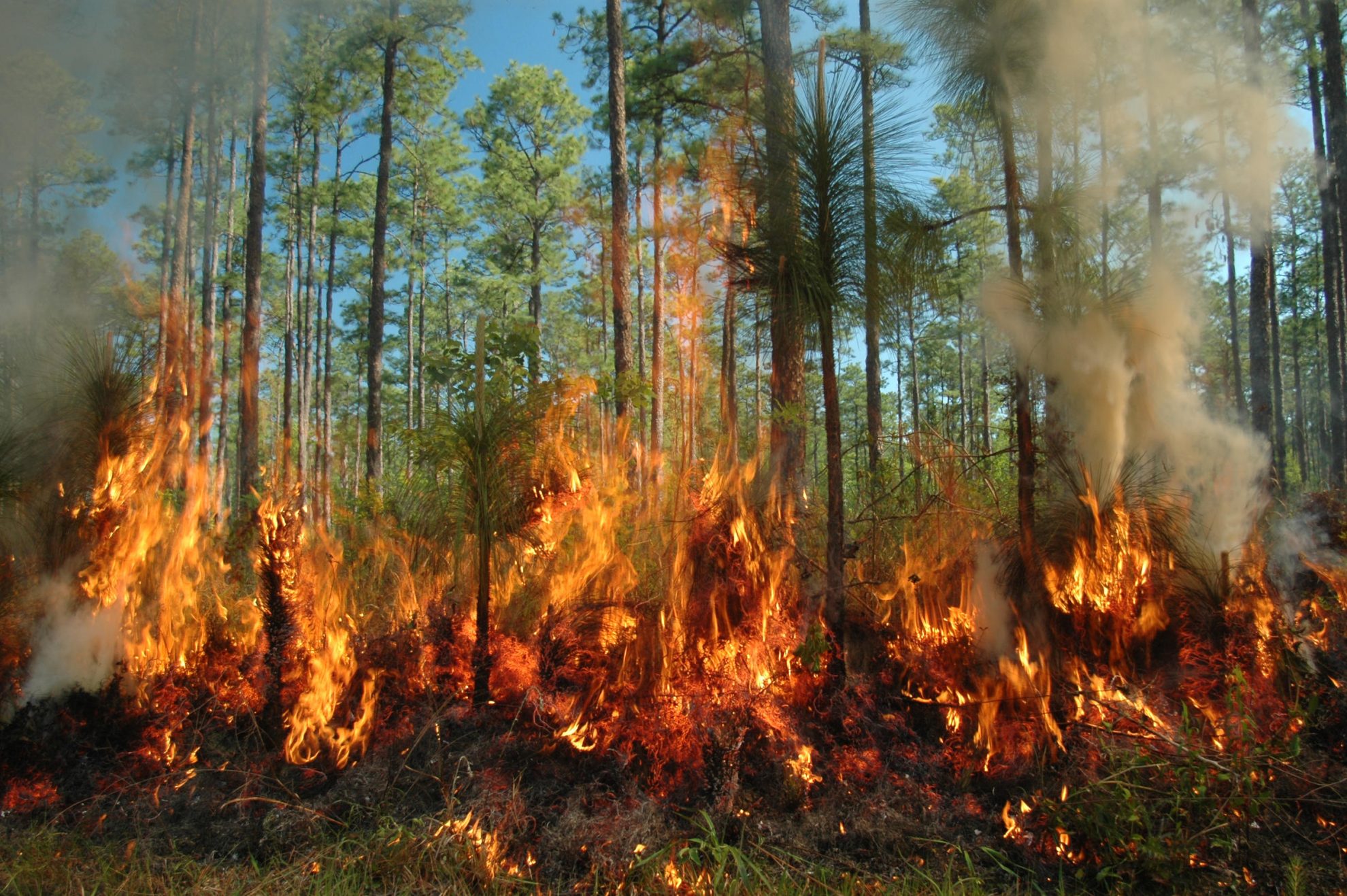 Dėl netolygaus ir mažo lietaus kiekio gaisringumas Lietuvos miškuose išlieka aukštas.