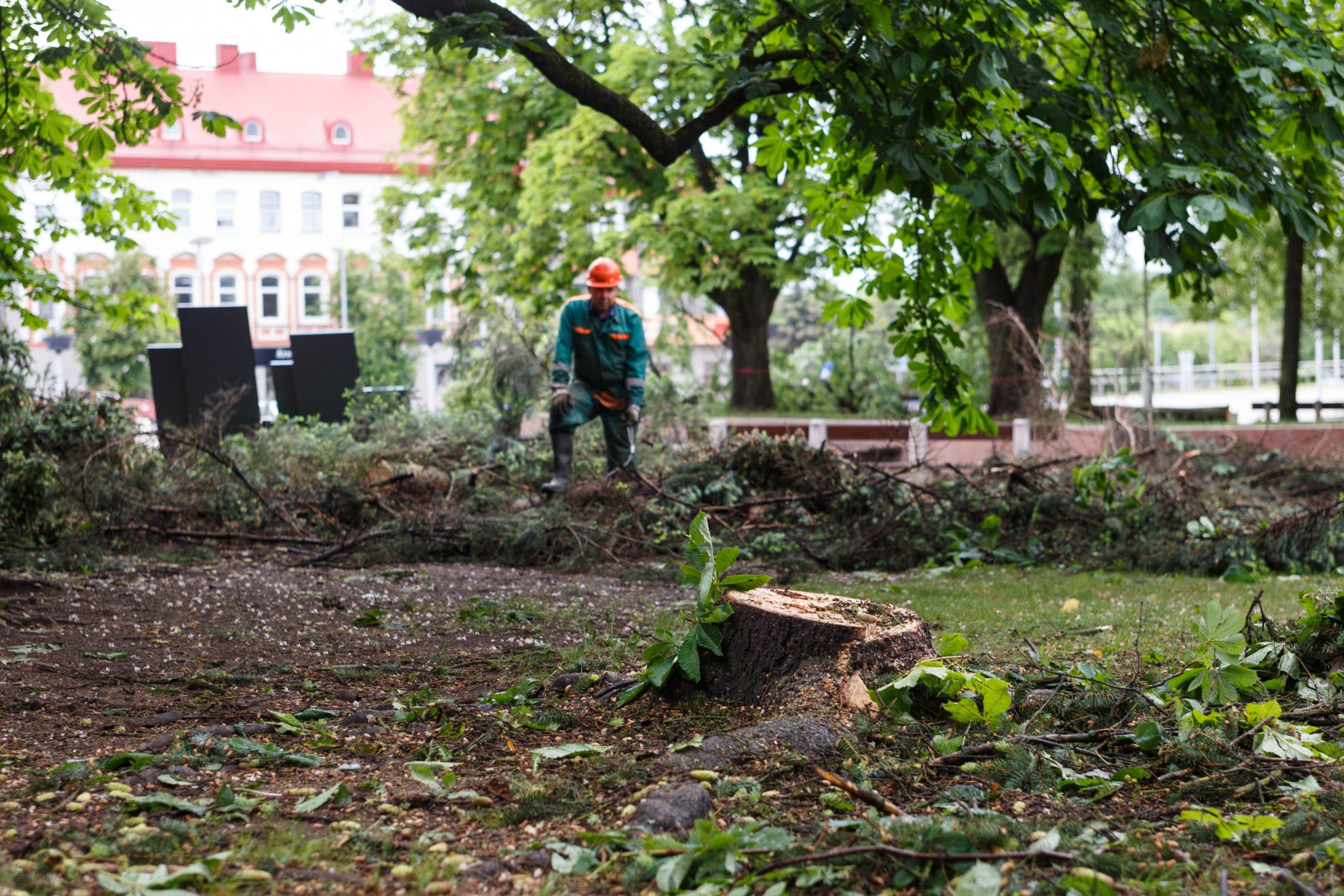 Miestuose startavus viešųjų erdvių atnaujinimo projektams, per Lietuvą vilnijanti pasipiktinimo dėl kertamų senų medžių banga užgriuvo ir Panevėžį.