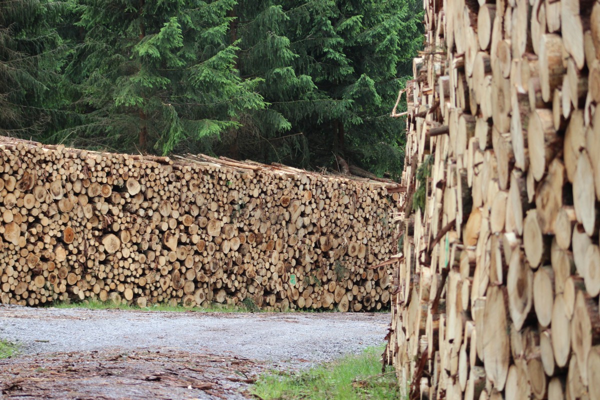 Vyriausybė neatšauks nutarimo dėl pernai patvirtintos miškų kirtimų normos.