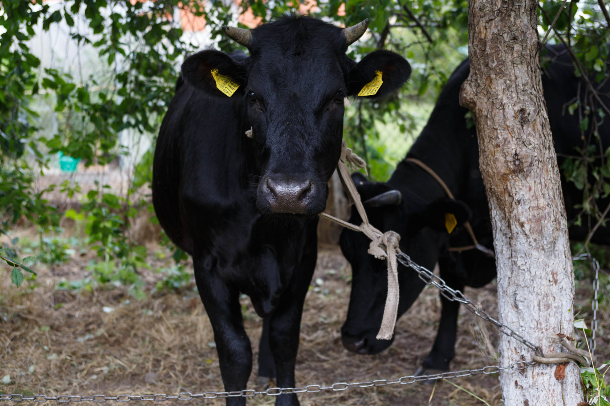 Nors išvysti karvę šiais laikais sudėtinga net kaime, dvi mūkiančios raguotosios vaikštinėjo Panevėžyje po Rožyno individualių namų mikrorajoną.