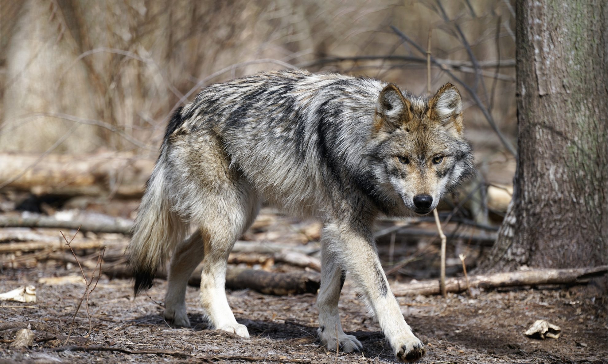 Gamtos apsaugos ir miškų departamentas siūlo šį sezoną padidinti leidžiamų sumedžioti vilkų skaičių.