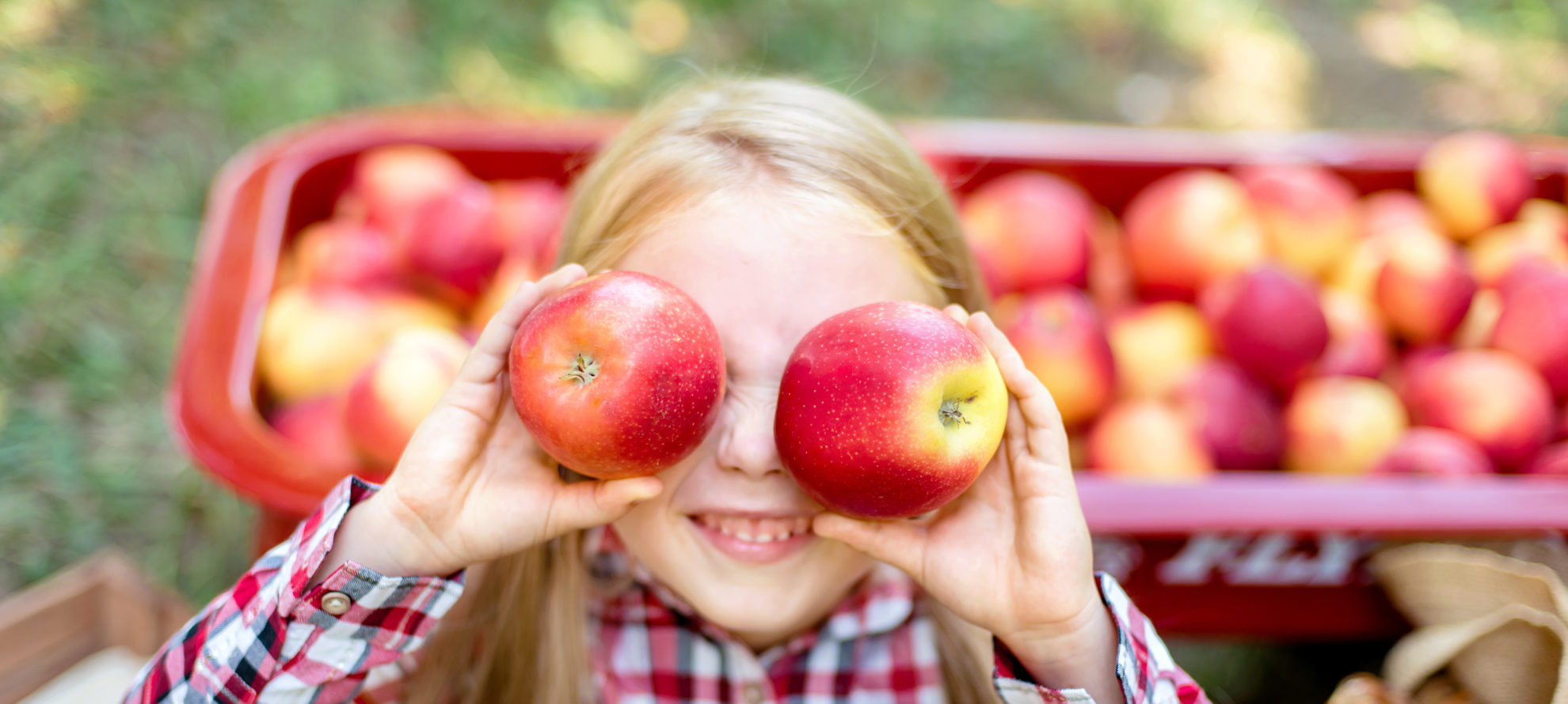 Tarp rudens dovanojamų gėrybių metai iš metų populiarumo viršūnės neužleidžia obuoliai. Nors šie Lietuvos soduose gausiai auginami vaisiai lietuviams yra nuo seno gerai pažįstami ir, rodos, visų mėgstami, sveikatos priežiūros specialistai rekomenduoja į obuolius atsigręžti darsyk bei atrasti jų nepamatuojamą naudą organizmui.