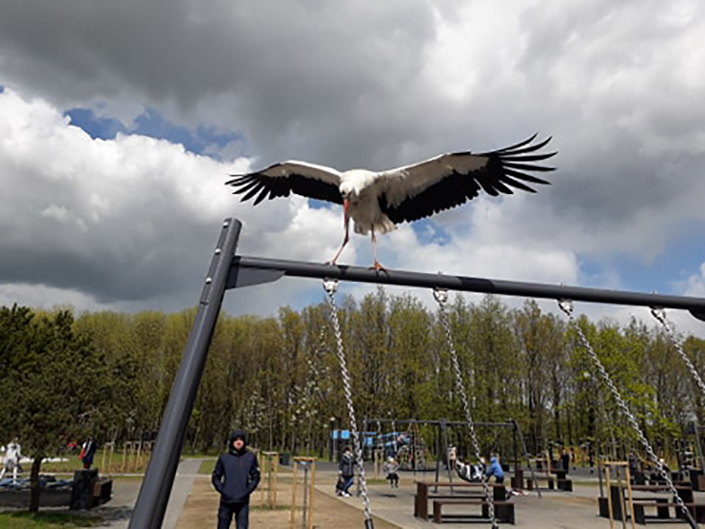 Į atnaujintą Kultūros ir poilsio parką pramogauti besirenkantys panevėžiečiai nustebo čia išvydę vaikštinėjantį gandrą.