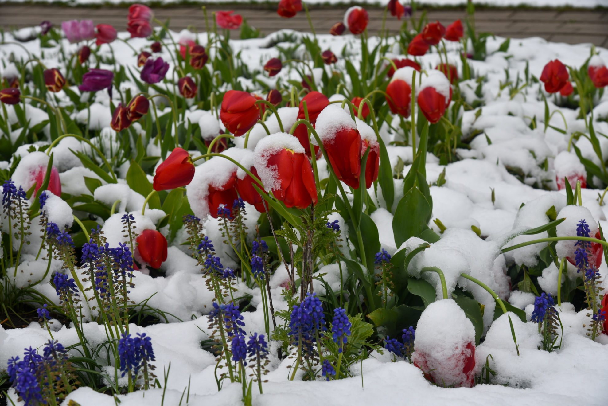 Gegužės viduryje Lietuvoje iškritęs sniegas uogų ir daržovių augintojams žalos nepadarė – jie sako, jog sniegas atgaivino ir prisotino išdžiūvusį dirvožemį.