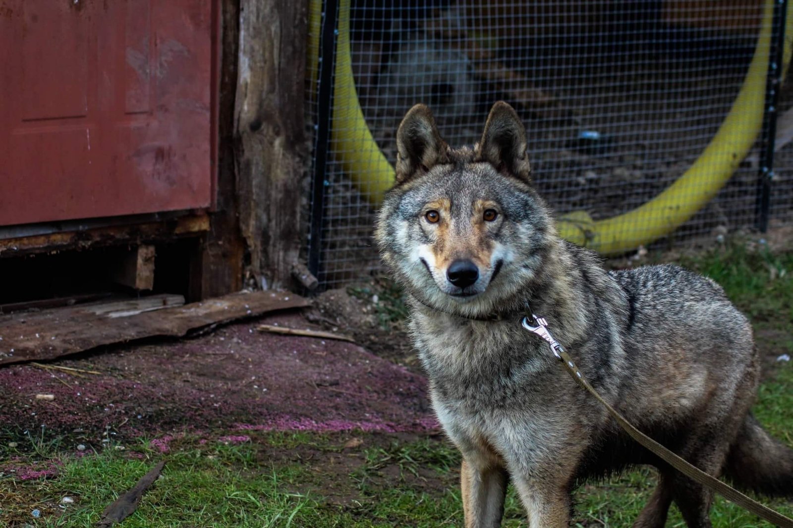 Jau šiandien į puikiomis sąlygomis pasižymintį meškų ir vilkų rezervatą Vokietijoje iškeliauja panevėžietės auginta vilko ir šuns hibridė Luna. Aplinkos apsaugos departamentas gyvūną konfiskavo, nes nelaisvėje laikyti, veisti, dauginti laukinių gyvūnų hibridus, jų palikuonis ir gyvūnus, kurių veisime naudoti hibridai, draudžiama.