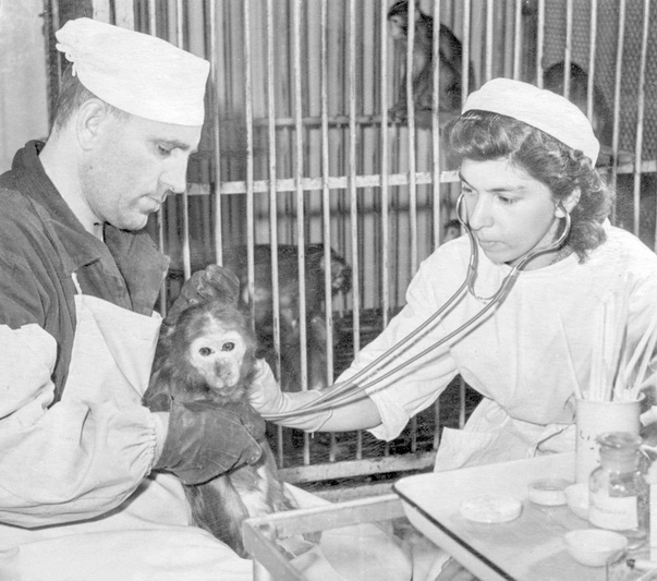 Poliomielito vakcinos bandymai su beždžionėmis 1958-aisiais metais. MCA nuotr.