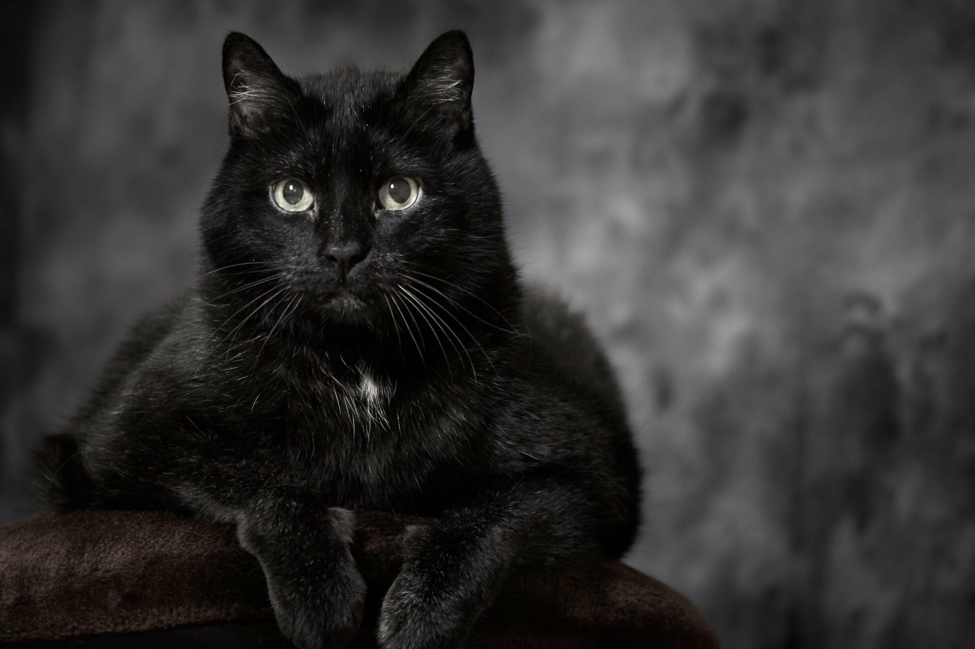 Juodos katės yra turbūt labiausiai prietarais apipinti ir daugiausiai dėl to nukentėję gyvūnėliai. Daugybė žmonių jas sieja su bloga lemtimi, o juodai katei perbėgus kelią tiki, kad tai – nieko gero nežadantis ženklas.