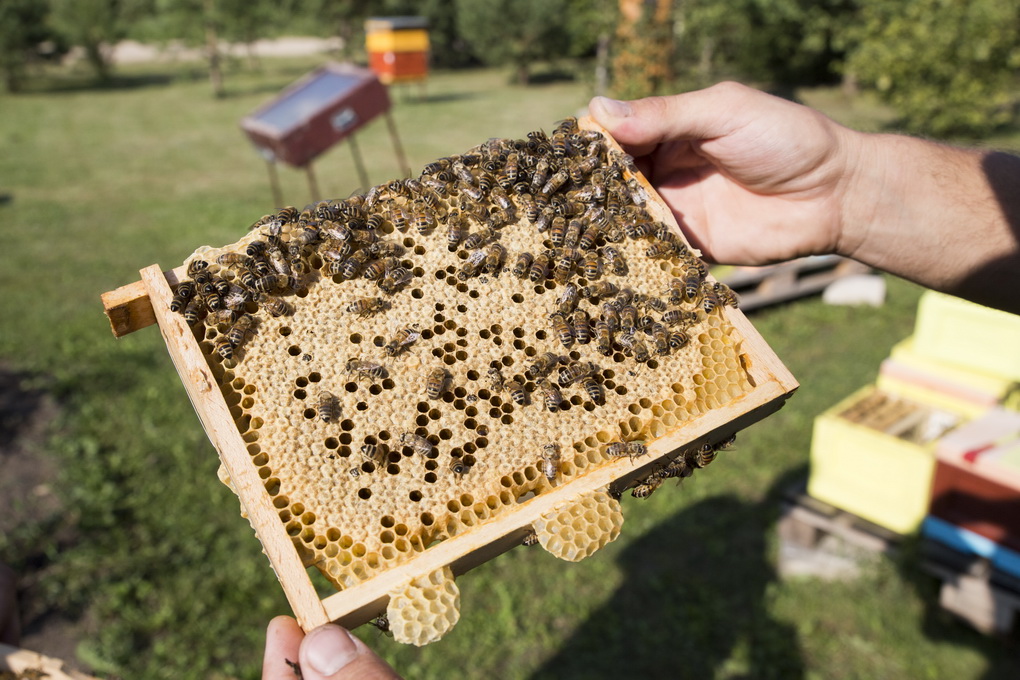 Tikra lietuviška speiginga žiema ir šaltas pavasaris netrukdo dūzgiančioms darbštuolėms bitėms. Bitininkai tikisi, kad pirmasis šiųmetis medus prekyboje pasirodys jau po poros savaičių.
