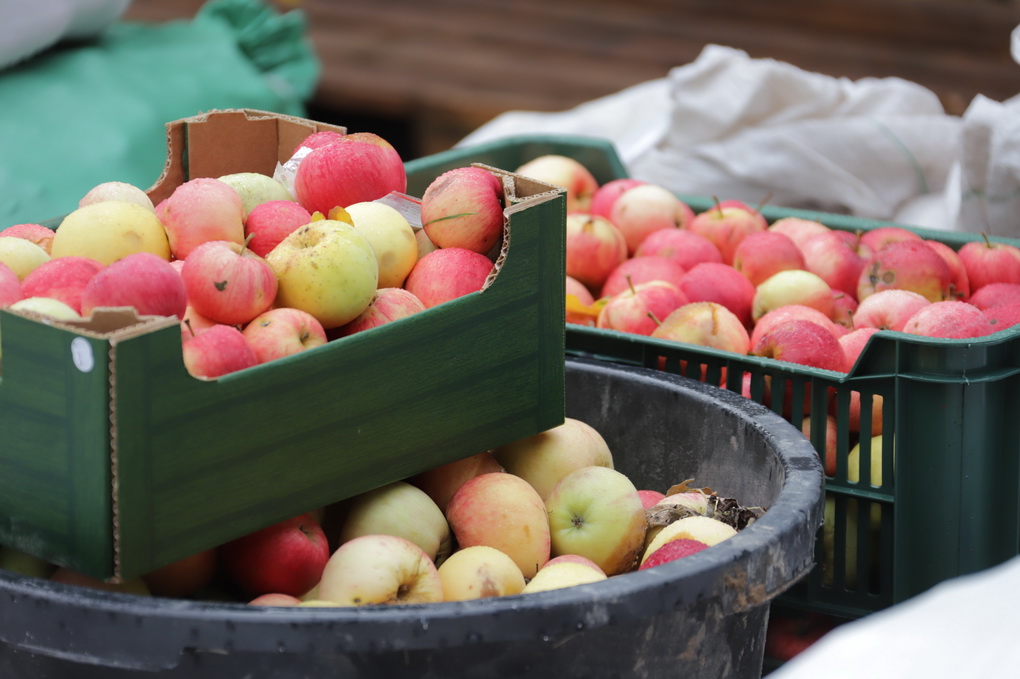 Dembavos medelyne per patį obuoliavimo įkarštį ėmė džiūti dešimtys obelų. Tokio akibrokšto sulaukė ir daugiau sodininkų.