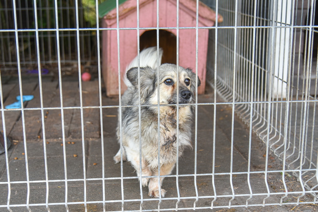 Visame Panevėžio mieste ir rajone įdarbinti vos du šungaudžiai, kurių vieno oficialios pareigos – beglobių gyvūnų gaudytojas, antrojo – gyvūnų priežiūros specialistas.
