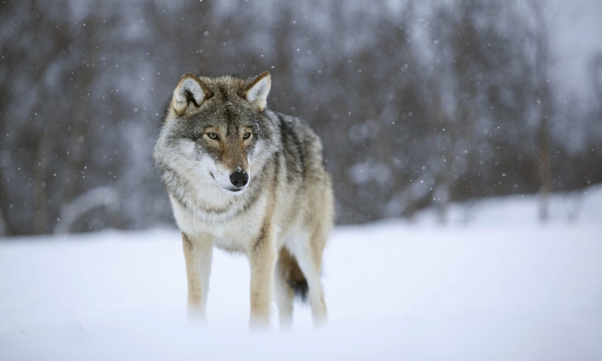 Lietuvoje sumedžiojus leistą 190 vilkų limitą, užvakar paskelbta šių žvėrių medžioklės pabaiga. Panevėžio medžiotojai per sezoną, trukusį nuo spalio vidurio, nušovė tris vilkus.