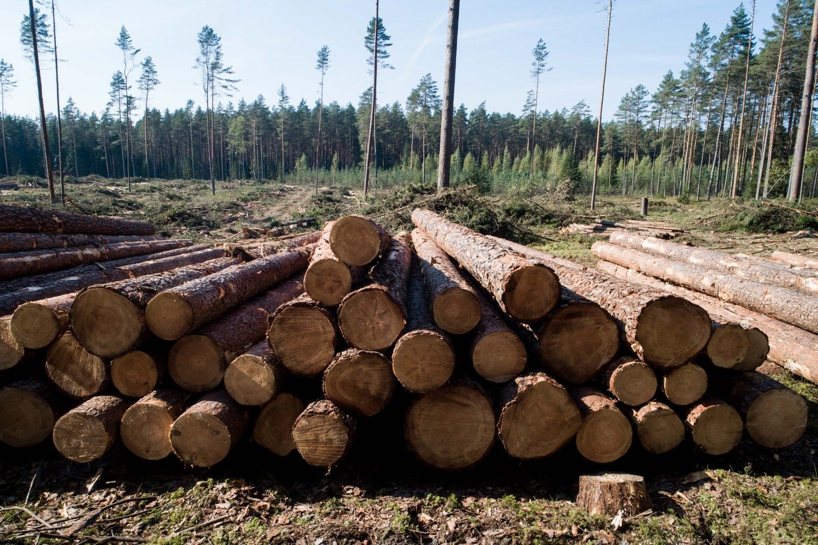 Rusijos vykdomas karas Ukrainoje atsilieps Baltijos šalių medienos pramonei. Estija ir Latvija, patyrusios medienos žaliavų iš Baltarusijos ir Rusijos importo ribojimus, jau planuoja imtis veiksmų.