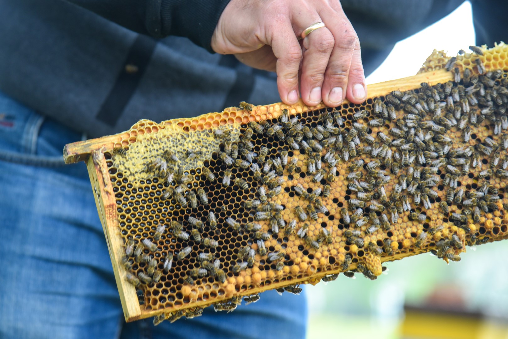 Šaltas pavasaris ir brangymetis jaukia ne vien ūkininkų, bet ir bitininkų gyvenimą.