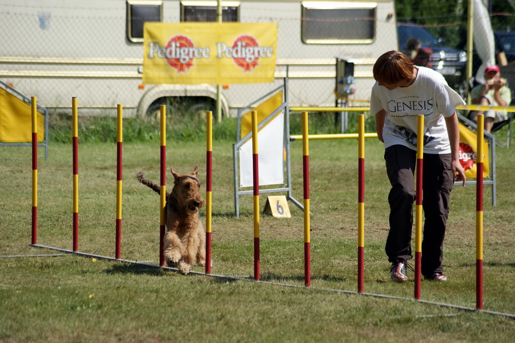 Jūratė ir jos „Elektroniko šuo“: erdelio terjere Nova suteikė šeimininkei malonumą pajusti pirmųjų pergalių „agility“ trasoje skonį. ASMENINIO ALBUMO nuotr.