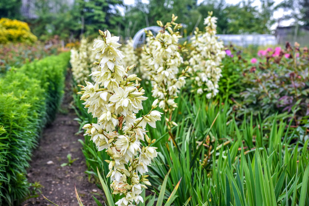 Vieno garsiausių šalies gėlių selekcininkų panevėžiečio Algirdo Gražio sode baltais žiedais pasidabino kelios dešimtys egzotiškųjų pluoštinių jukų. G. KARTANO nuotr. 