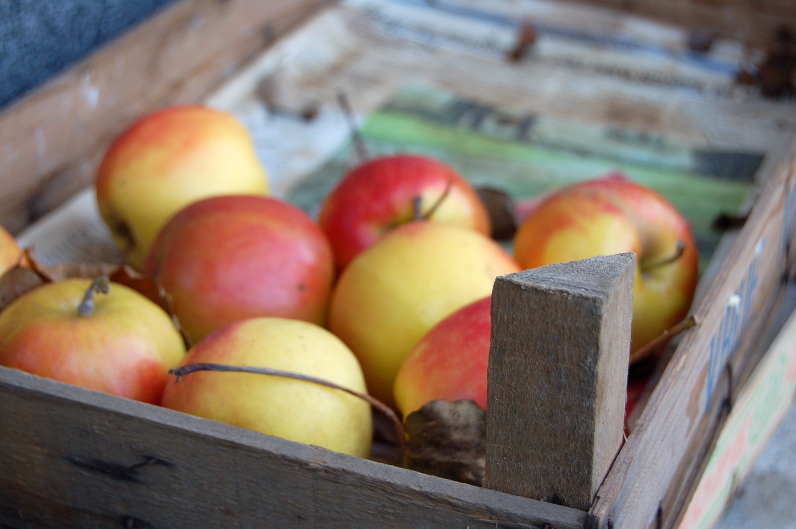 Lietuviškiems obuoliams gresia tapti prabangos preke. P. Židonio nuotr.