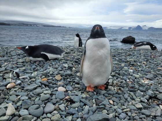 Pats šalčiausias ir labiausiai vėjuotas žemynas Antarktida yra ir pats paslaptingiausias planetos kampelis, paliekantis neišdildomų įspūdžių. O jos gyventojai gražuoliai pingvinai netgi maratone turi išskirtines teises: jei patraukia per trasą, bėgikai privalo laukti, kol šie ramiai prakrypuos. Asmeninio archyvo nuotr.