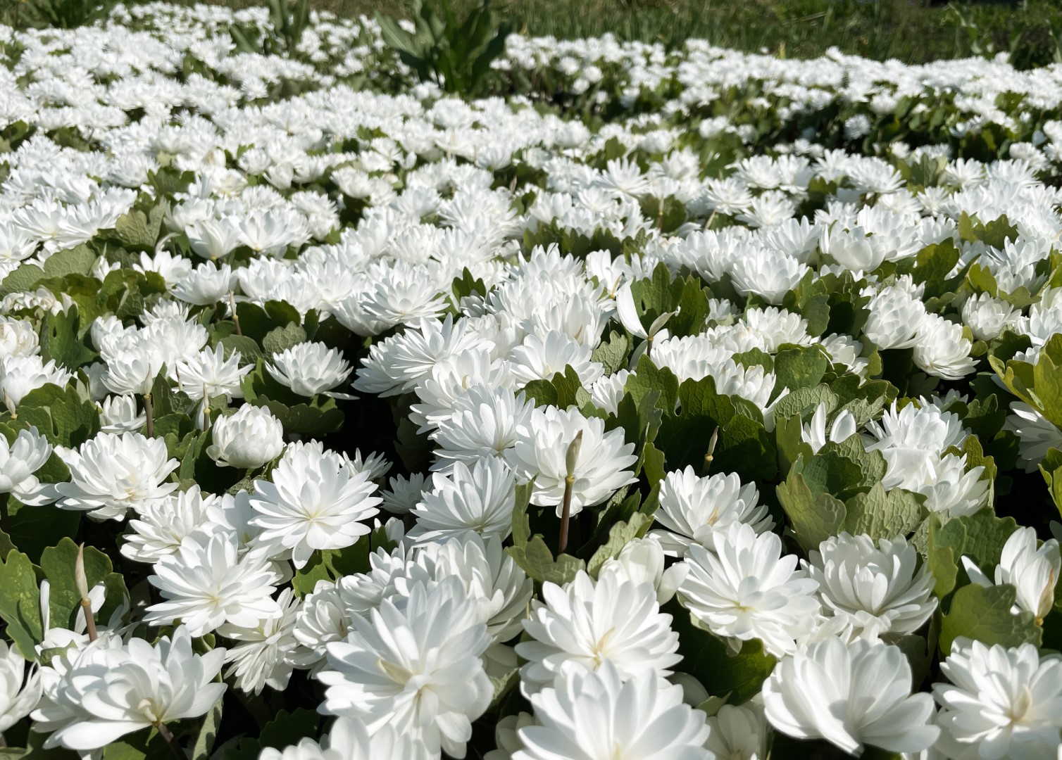 Panevėžiečio gėlininko, selekcininko Algirdo Gražio sode pražydo įspūdingos gėlės – pilnavidurės kanadinės sangvinarijos.
