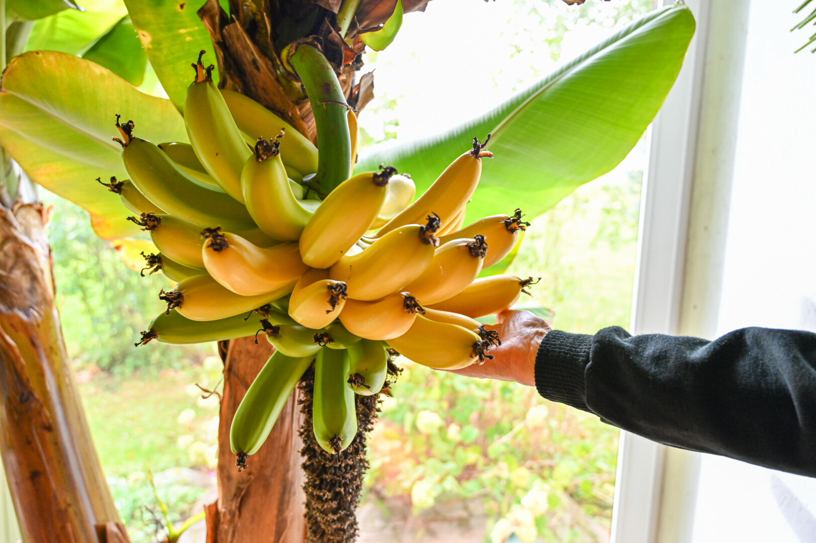 Berčiūnų kaime gyvenanti Vaičiulėnų šeima jau trečią kartą gardžiuosis pačių užaugintais bananais. Įspūdingas augalas šiemet užmezgė kaip niekada daug saldžių ir kvapnių vaisių.