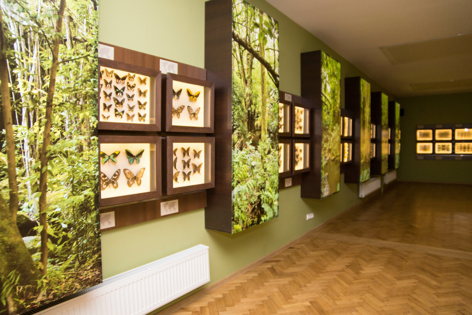Garsiąją drugelių ir vabzdžių kolekciją muziejaus lankytojai paskutinį kartą matė 2018-aisiais. Nuo tada šis miesto turtas paslėptas saugyklose. „SEKUNDĖS“ ARCHYVO nuotr. 