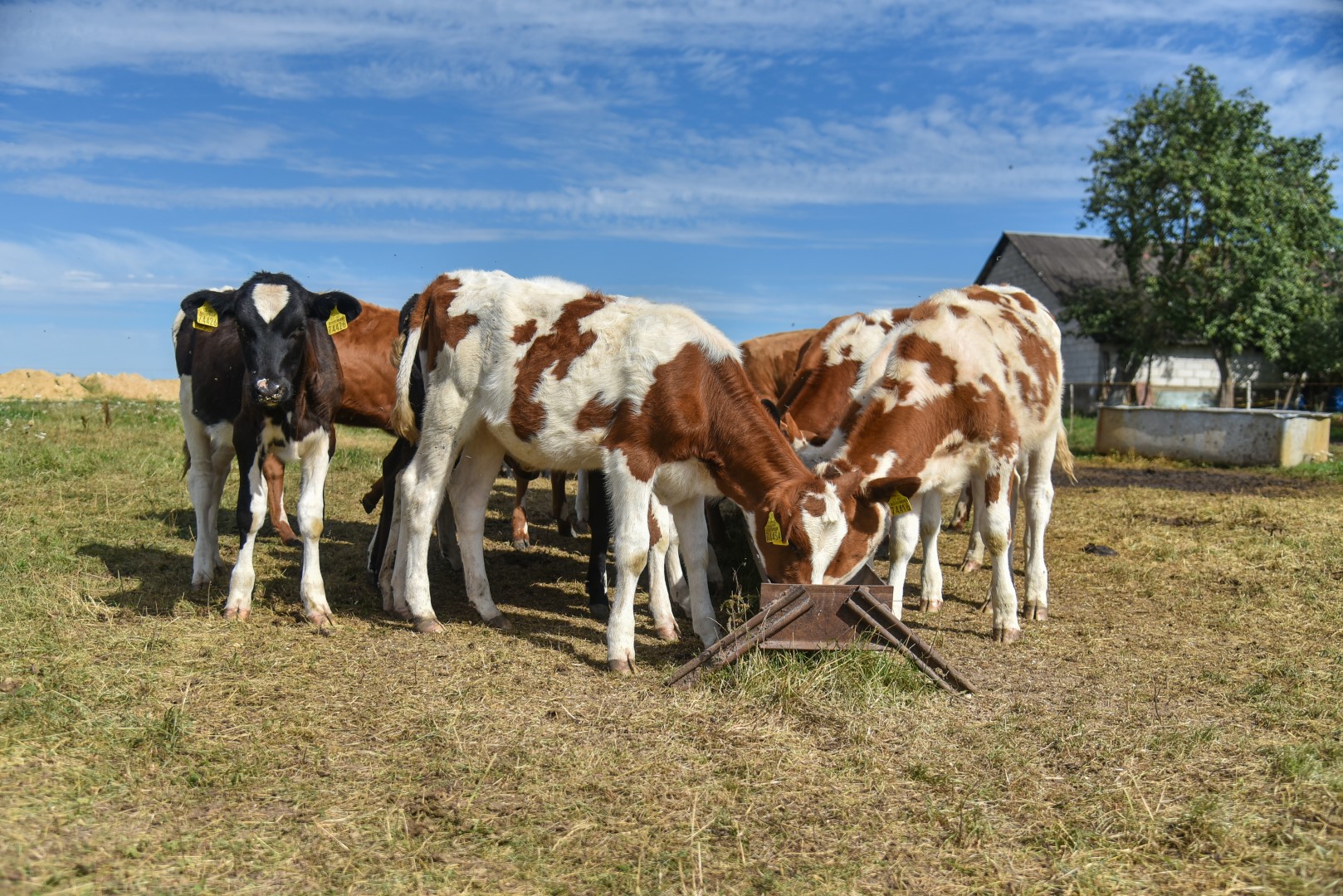 Panevėžio rajono laukuose besigananti karvė tampa vis didesne retenybe. Vien per metus šiame krašte užsidarė net 10 proc. pieno ūkių.