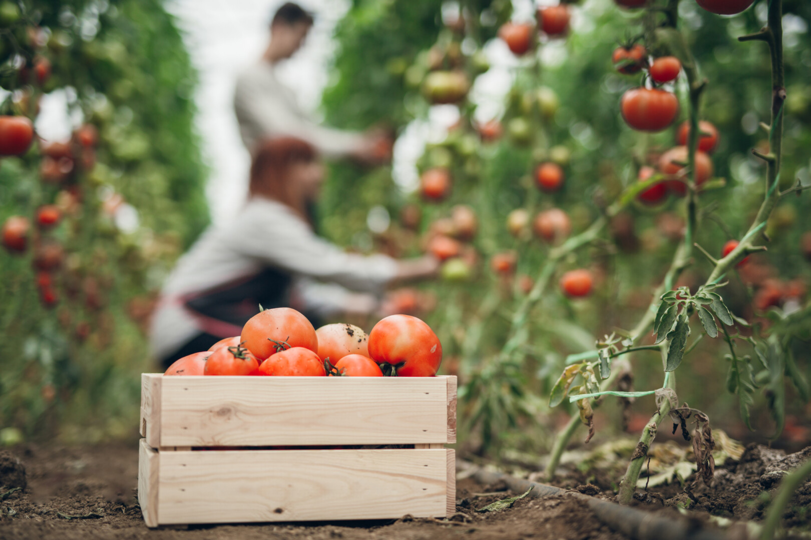 Septyni dalykai, kurių niekada nereikėtų daryti auginant pomidorus šiltnamyje.