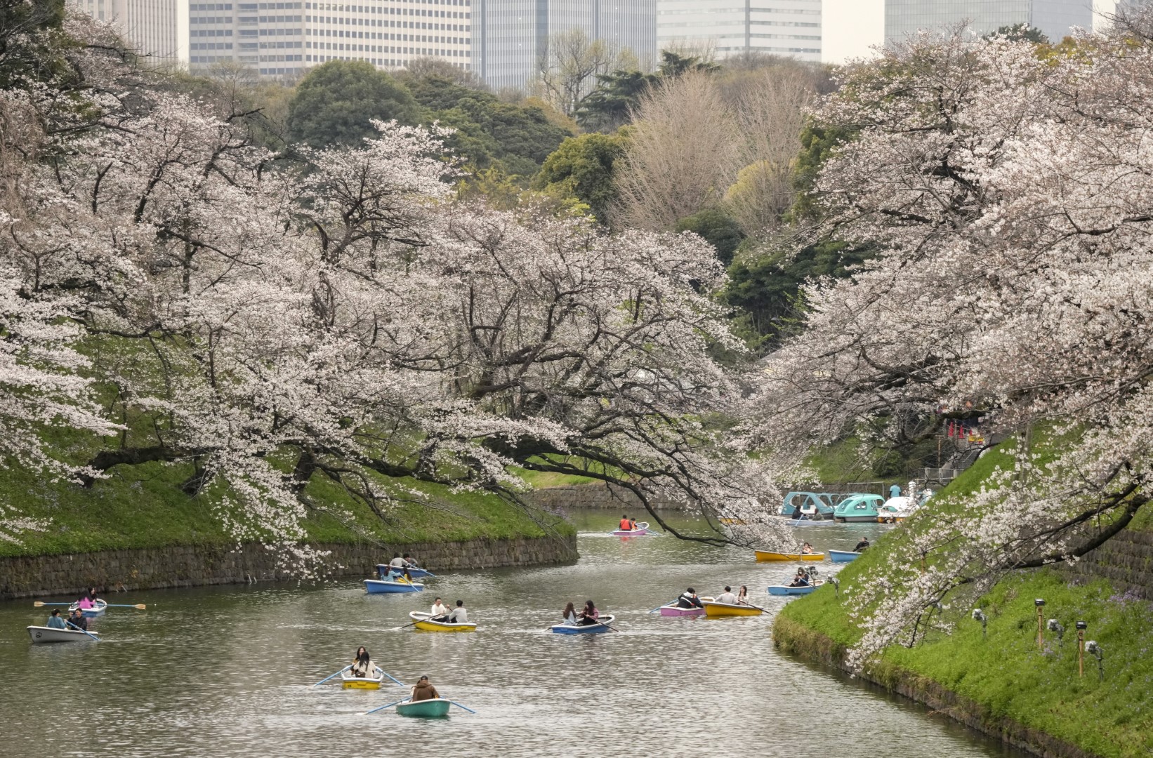 Japonijoje prasidėjo sakurų žydėjimo sezonas. Turistai ir vietiniai ketvirtadienį plūdo į Tokijo parkus, kad pasigrožėtų įspūdingu reginiu.