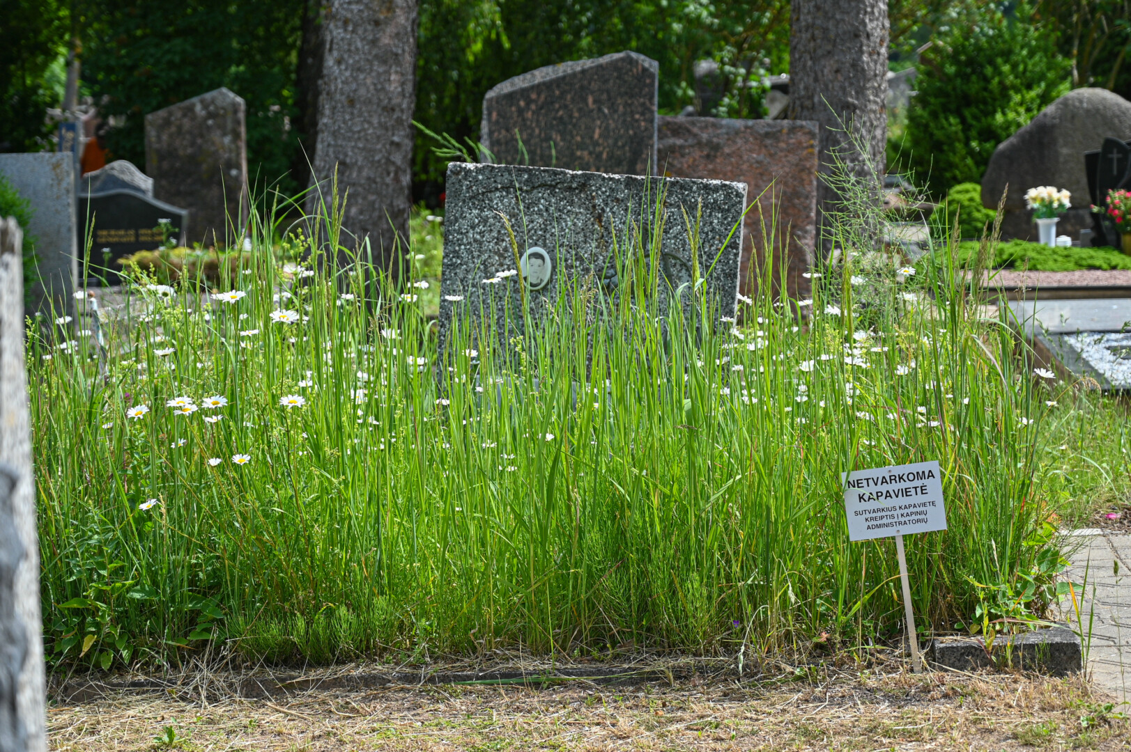 Užmiršusieji kelią iki Panevėžio kapinėse besiilsinčių artimųjų kapų turėtų suskubti.