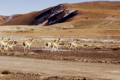 Čilėje praleistą nuostabą keliančioje kontrastų šalyje, Akvilė Kuprytė apibūdina kaip nepakartojamą patirtį, pakeitusią požiūrį į daugelį dalykų.