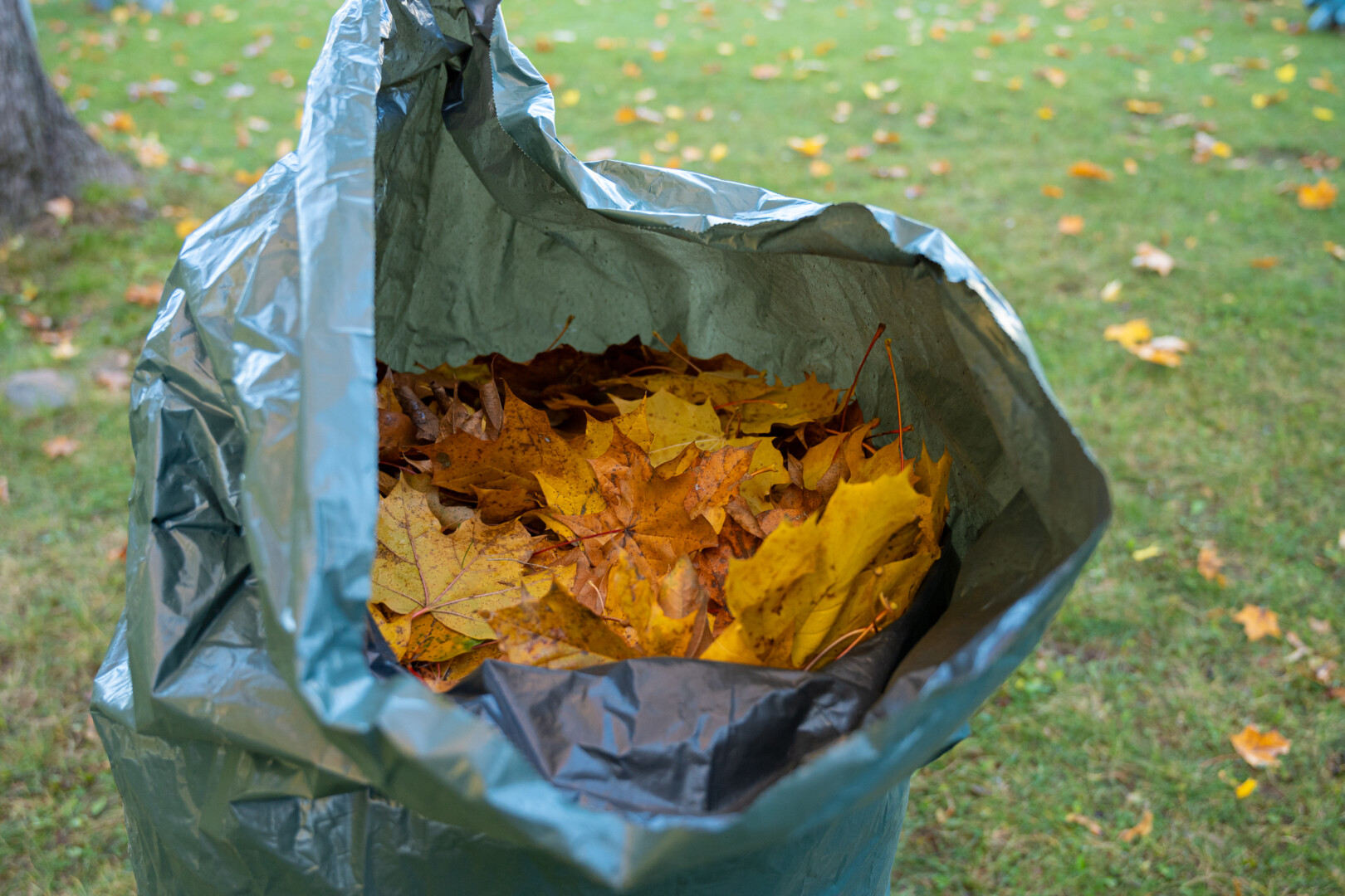 Panevėžietės pastangos legaliai atsikratyti sugrėbtais lapais virto absurdišku maratonu po atliekų surinkimo aikšteles. P. ŽIDONIO nuotr.