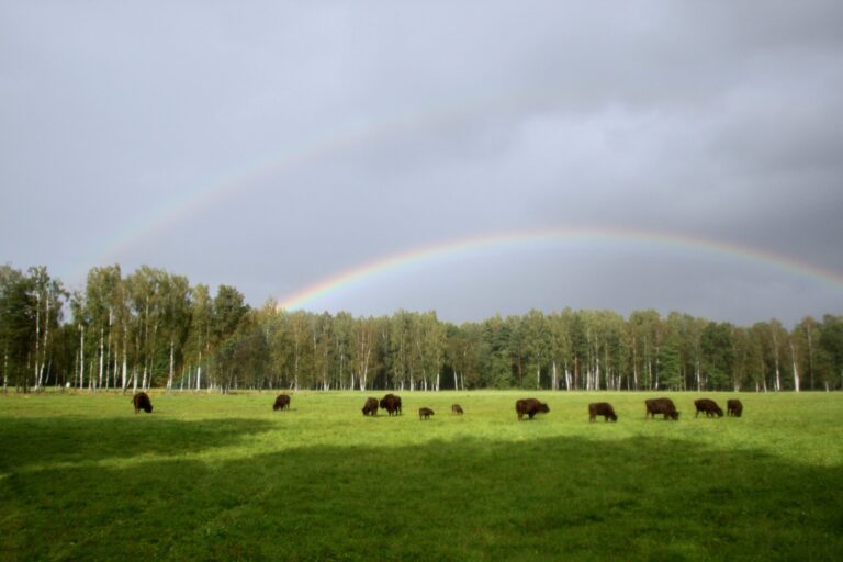 Panevėžio krašte bene daugiausia žalos ūkininkų laukams pridaro girių galiūnai stumbrai, tačiau knisti laukus jau vėl įniko ir šernai. Prieš gerus porą metų beveik išnaikinta dėl afrikinio kiaulių maro, dabar jų populiacija smarkiai atkuto.