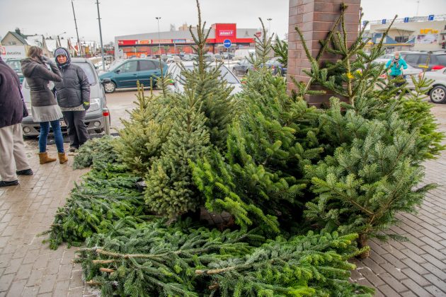 Panevėžio prekybininkai tikino, kad jau keletą metų eglučių kaina nedidėja.