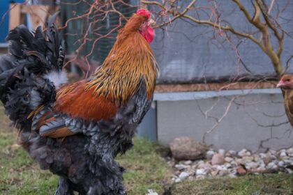 Ugninis Raudonasis Gaidys