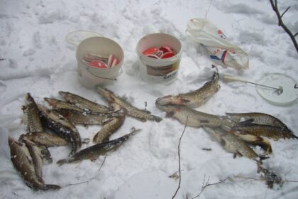 Nors brakonieriavimo atvejų Panevėžio apskrityje mažėja, tačiau yra ir tokių pažeidėjų, kurie nevengia brakonieriauti ne vieną kartą.