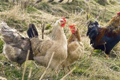 Vasario pabaigoje prasidedant pavasarinei laukinių paukščių migracijai, naminių paukščių augintojai raginami laikytis paukščių gripo prevencijos priemonių.