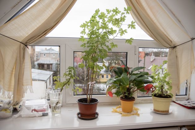 Aniceto Leipaus stiprios sveikatos paslaptį sergsti keturi šalia jo lovos žaliuojantys jeronimai ir itin spalvingas gyvenimas. T. Šiaudinio nuotr. 