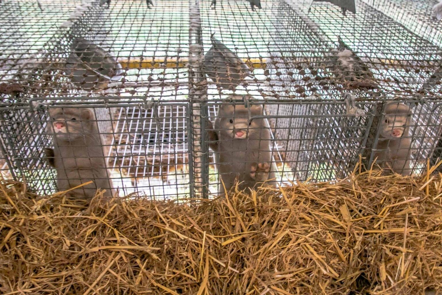 Žemės ūkio ekspertai dar kartą prakalbo apie draudimą veisti, auginti ir žudyti gyvūnus dėl jų kailio. Tačiau šis klausimas atidėtas dar net neapsvarsčius – esą reikia įvertinti tokio žingsnio pasekmes.