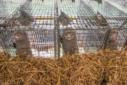 Žemės ūkio ekspertai dar kartą prakalbo apie draudimą veisti, auginti ir žudyti gyvūnus dėl jų kailio. Tačiau šis klausimas atidėtas dar net neapsvarsčius – esą reikia įvertinti tokio žingsnio pasekmes.