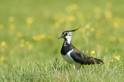 Artimiausiu metu giedrų dienų bei didesnės šilumos nežadantys sinoptikai vis dėlto pripažįsta – šių metų pavasaris ankstyvas.