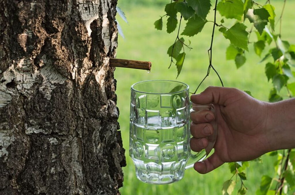 Daugelis neįsivaizduojame pavasario be gardžios sulos, tačiau ne visi žinome, kad jos tekinimui taikomi tam tikri reikalavimai.