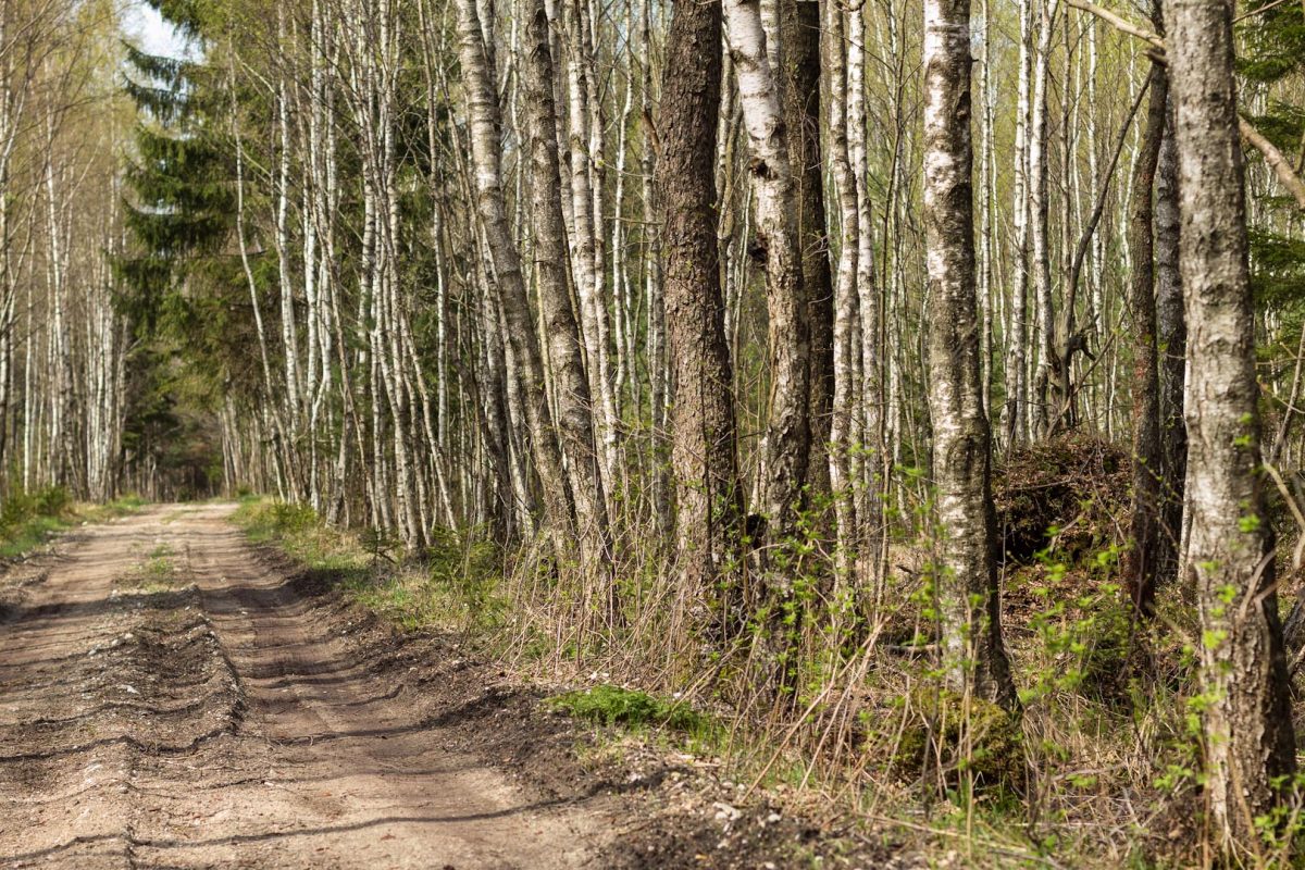 Į veterinarus jau kreipiasi po pasivaikščiojimų gamtoje erkių prisirinkusių šunų šeimininkai, tačiau didžiojo piko laukiama po keleto dienų.