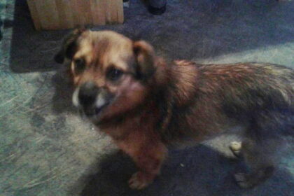 Vis daugiau nerimo kelia atvejai, kuomet panevėžiečiai bando atsikratyti augintiniais - Algirdo gatvėje atsitiktinis praeivis nuo mirties išgelbėjo šunį.