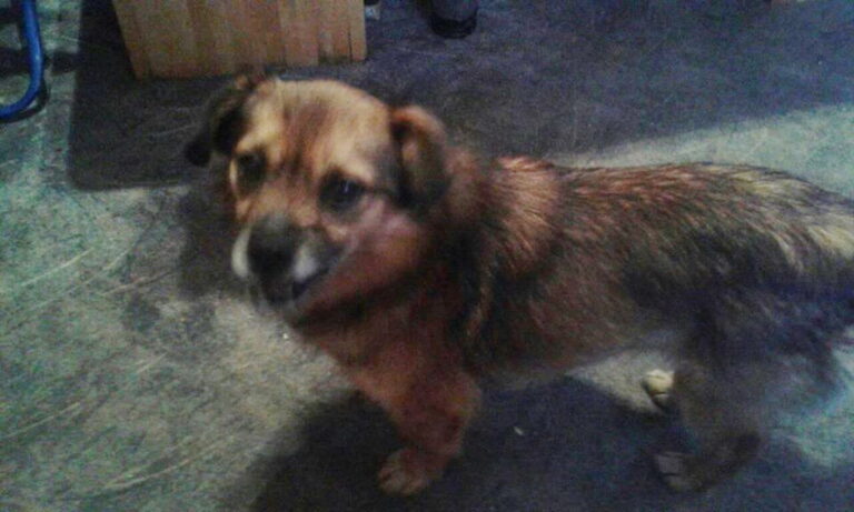 Vis daugiau nerimo kelia atvejai, kuomet panevėžiečiai bando atsikratyti augintiniais - Algirdo gatvėje atsitiktinis praeivis nuo mirties išgelbėjo šunį.